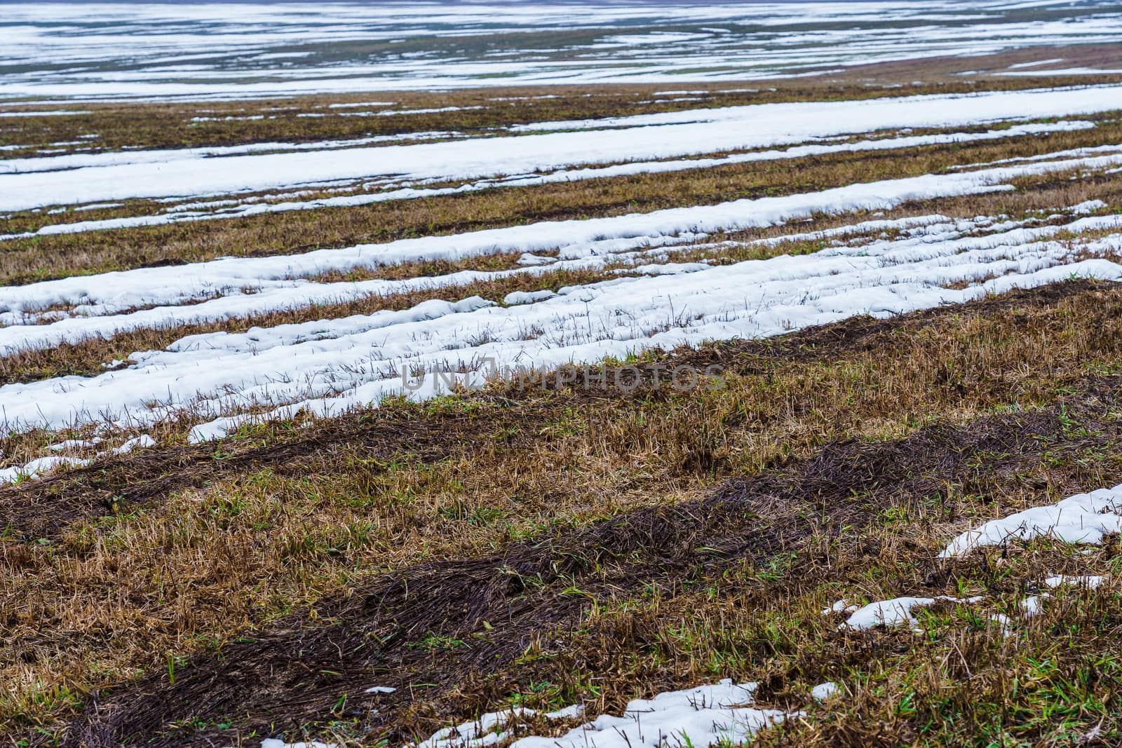 field with melting snow and last year's grass at the end of winter