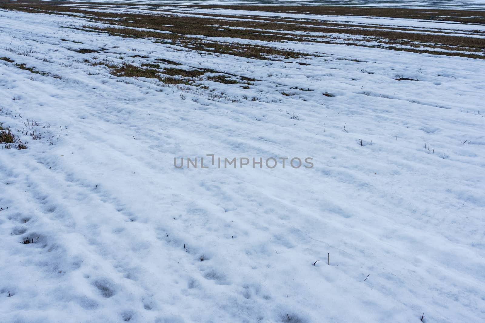 field with melting snow and last year's grass at the end of winter