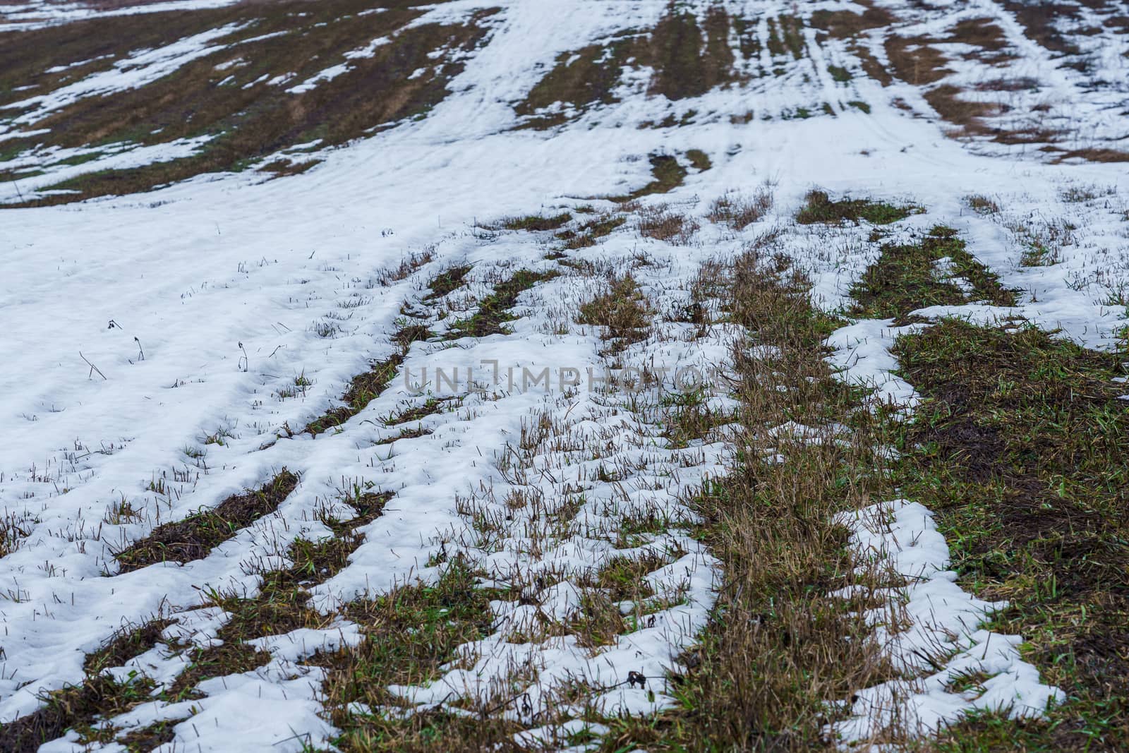 field with melting snow and last year's grass at the end of winter