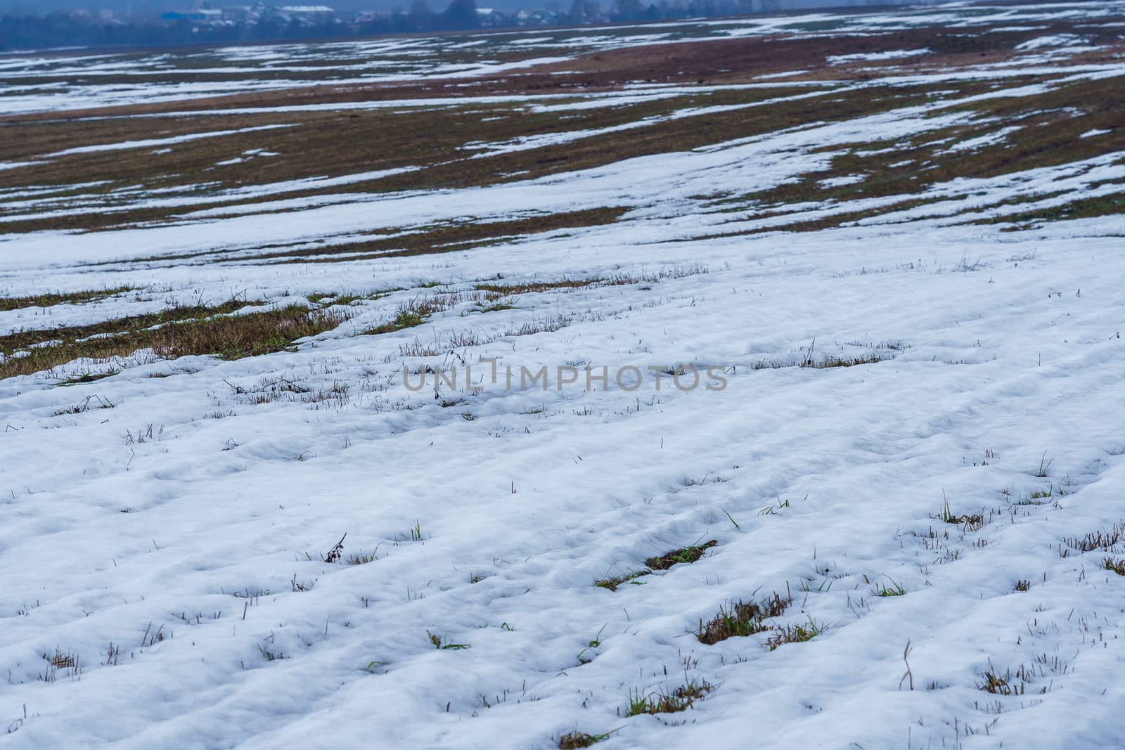 field with melting snow and last year's grass at the end of winter