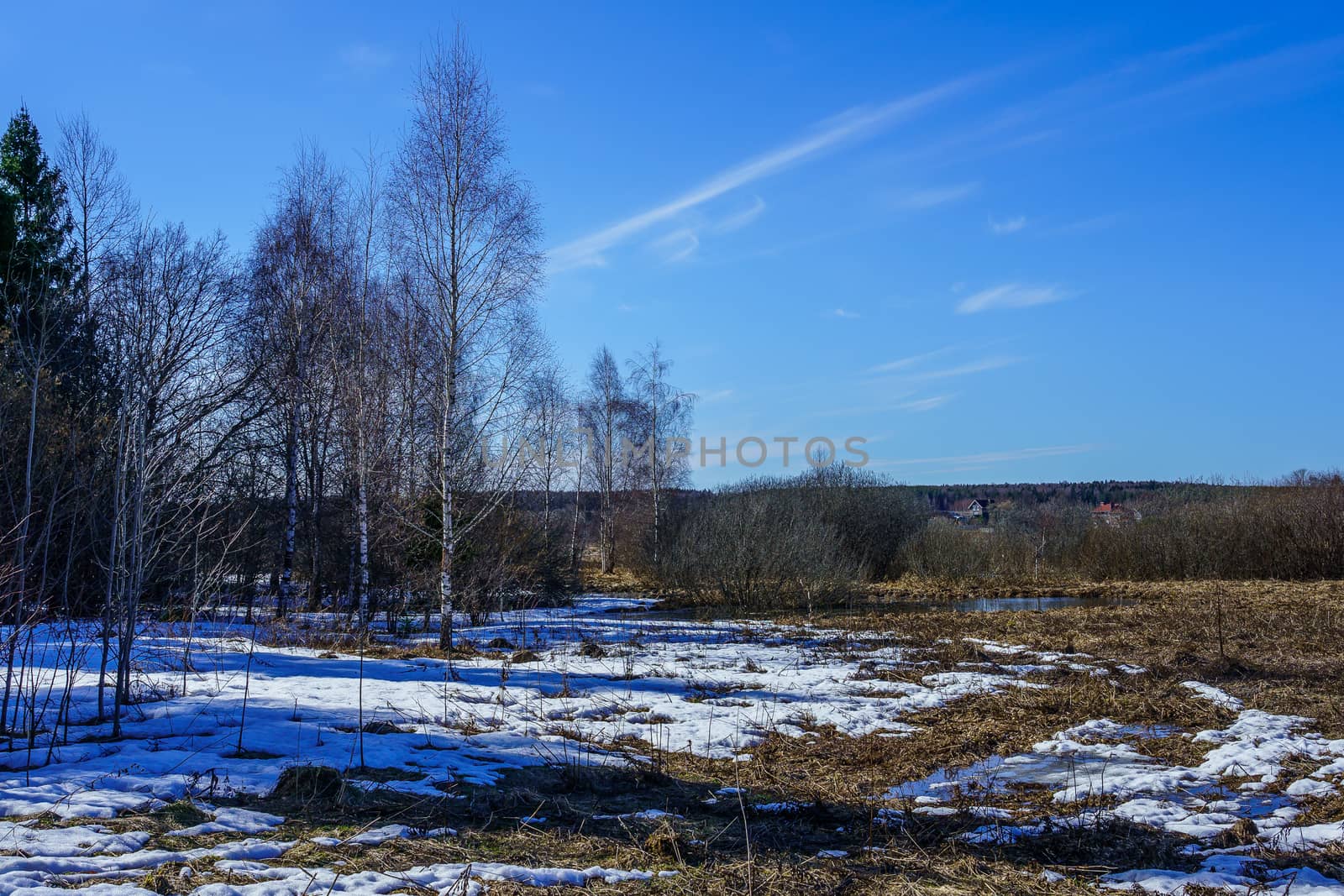 field at the edge of a forest in spring with remnants of melting snow on a sunny day
