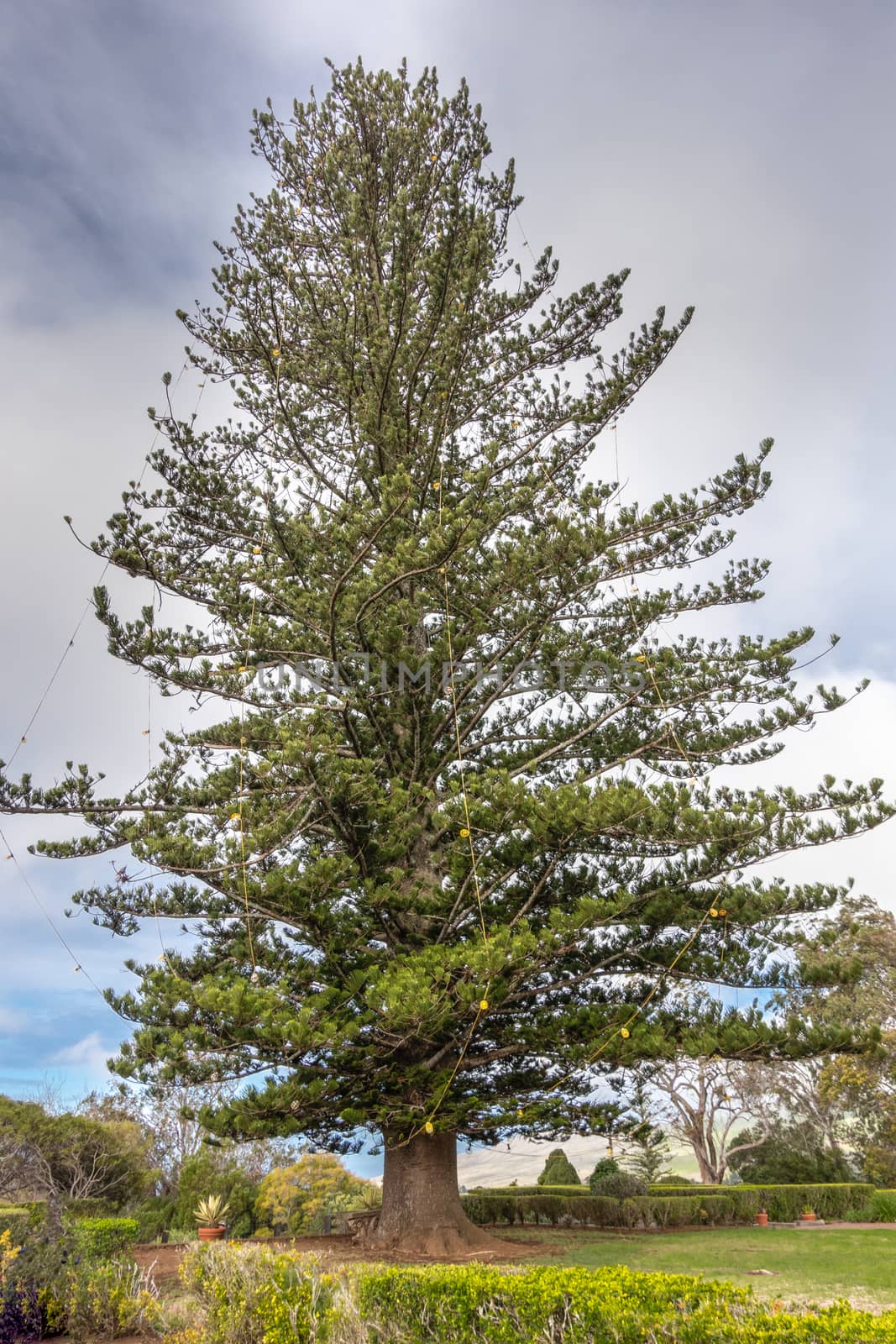 Waimea, Hawaii, USA. - January 15, 2020: Parker Ranch headquarters. Giant green pine with light bulbs in garden against cloudscape.