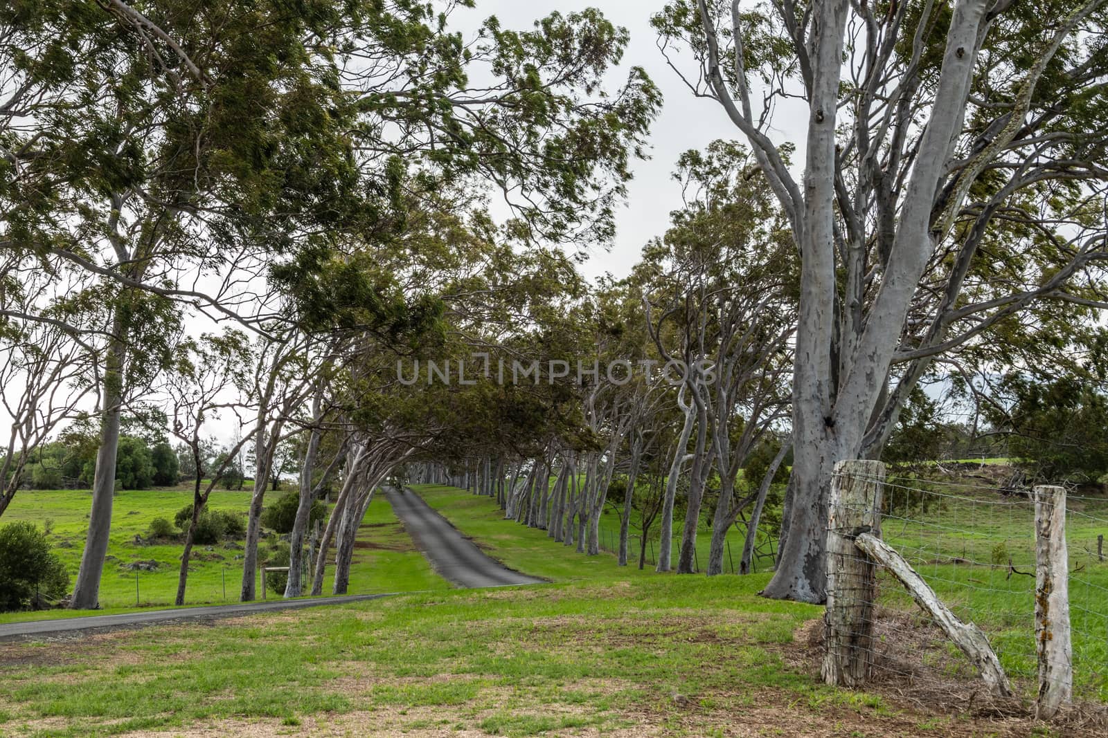 Waimea, Hawaii, USA. - January 15, 2020: Parker Ranch headquarters. Lane between slanted trees leads to main house. Green grass around and silver sky through trees.