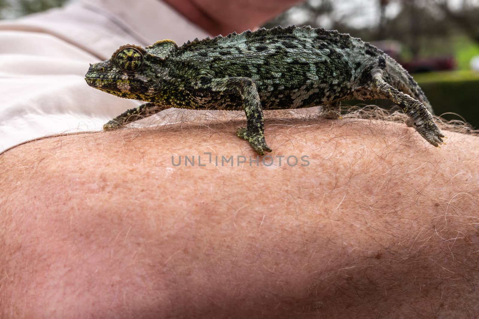 Waimea, Hawaii, USA. - January 15, 2020: Parker Ranch headquarters. Closeup of wild chameleon with green hide crawls on hairy white-brown forearm.