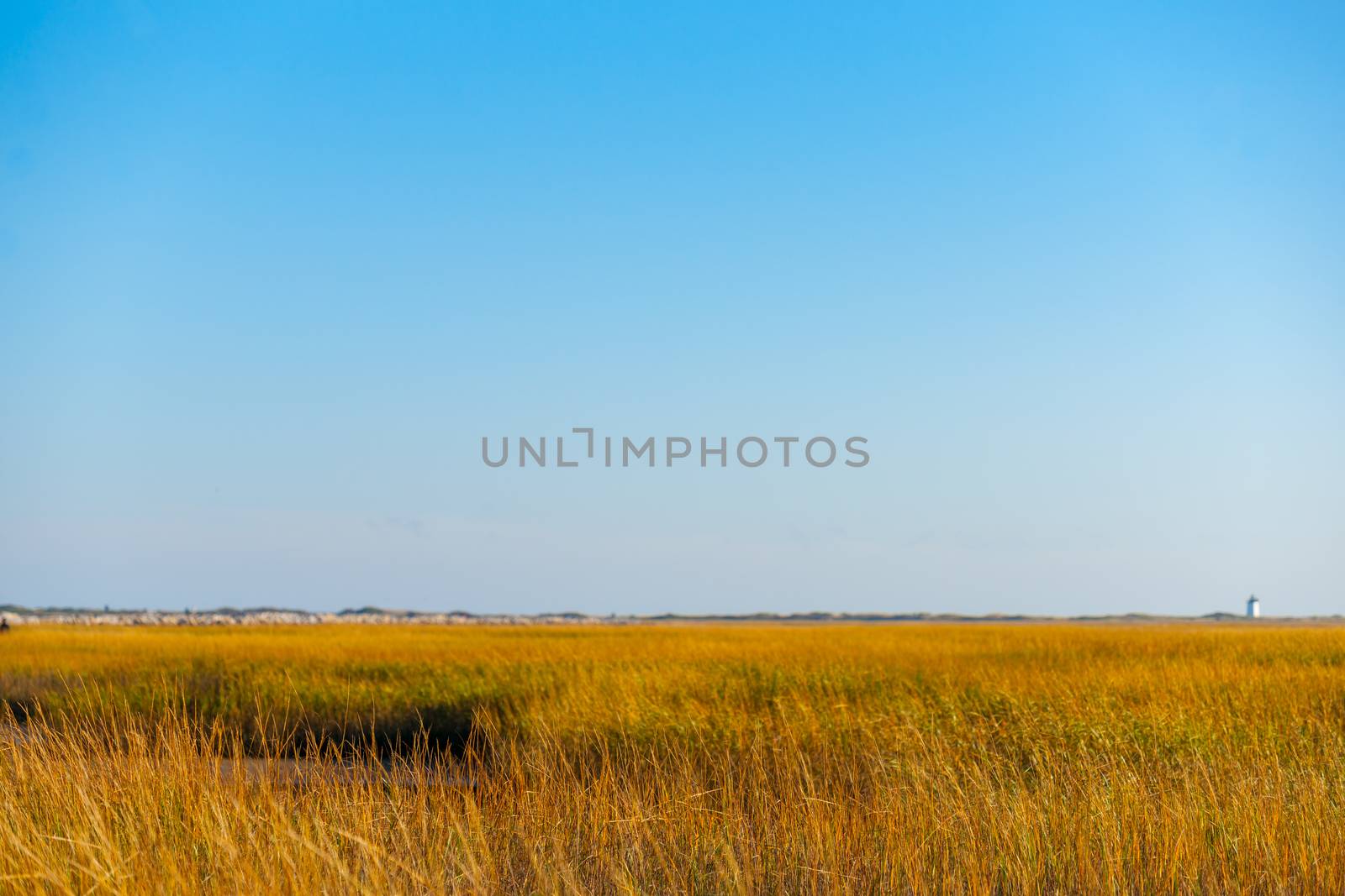 Long Point Marsh, Massachusetts, National Seashore saltmarsh with focus on foreground, blurry background under blue sky.