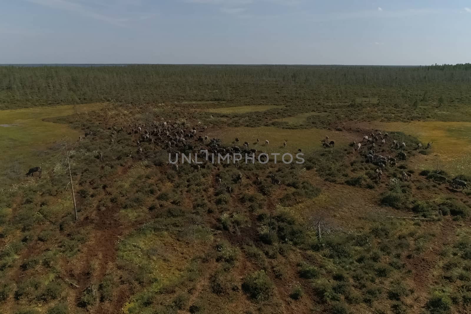 Deer grazing in summer in the tundra. View from above. A herd of deer. by DePo