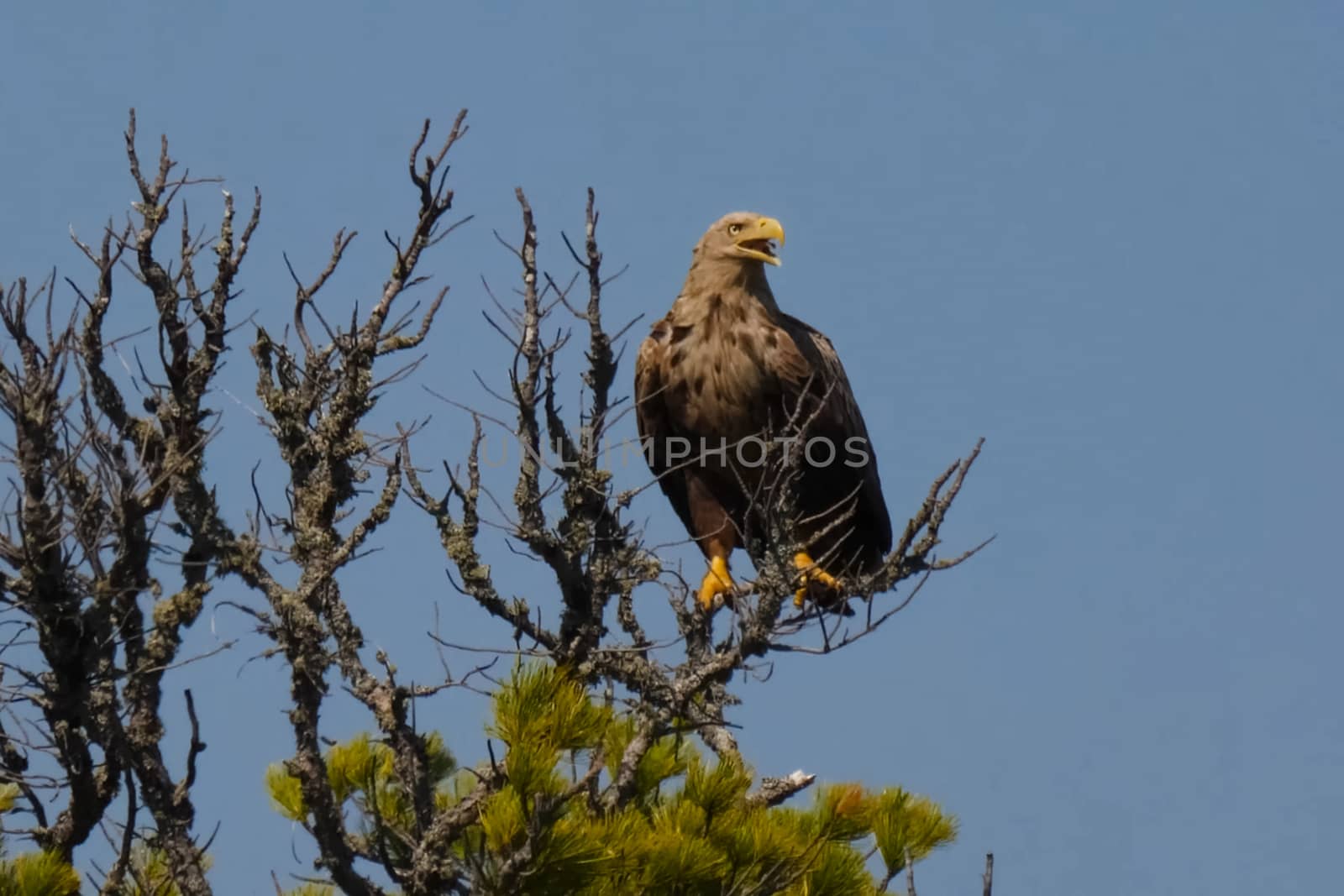 eagle sits on top of a dried-up tree. An eagle with a yellow beak on a branch. by DePo