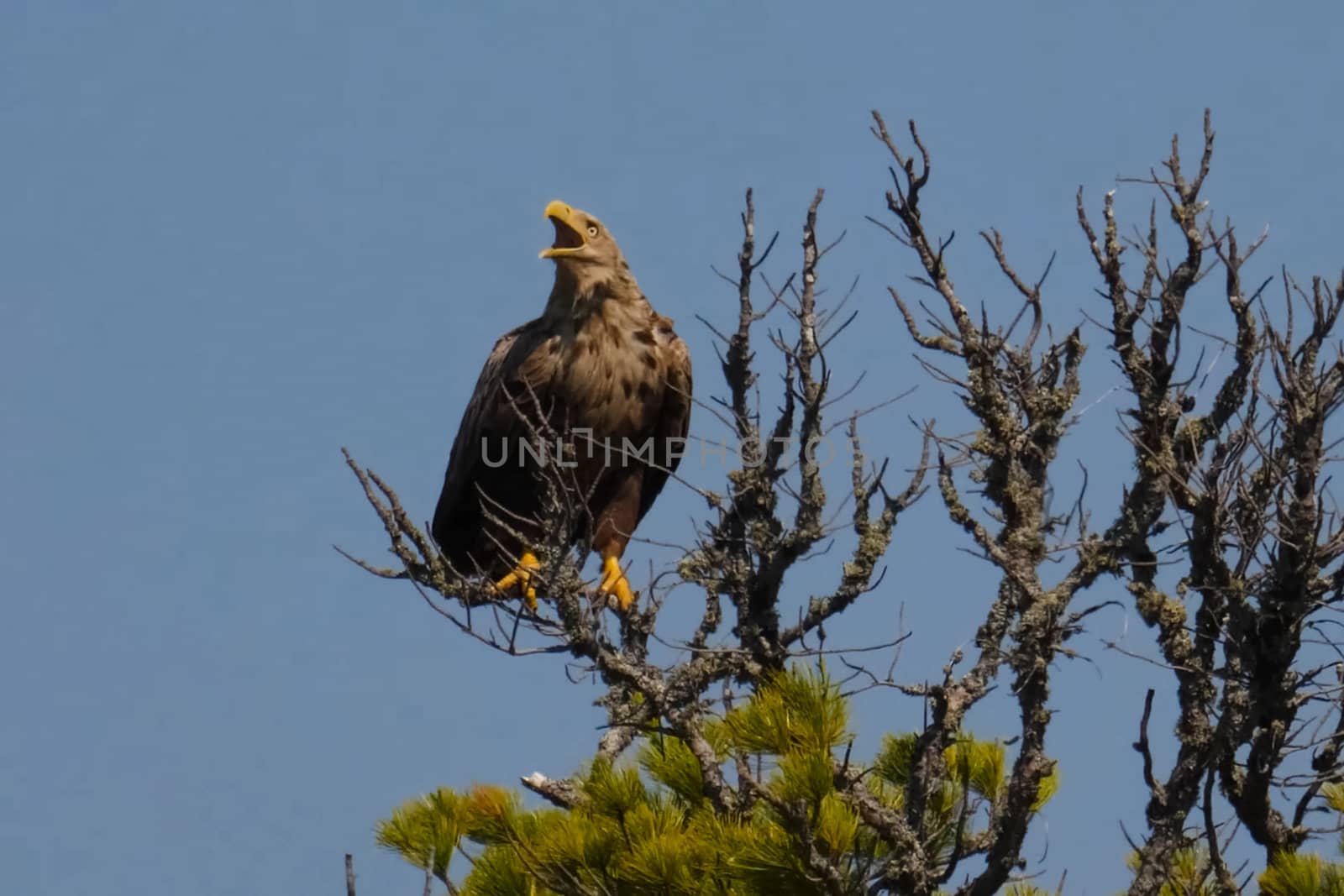 The eagle sits on top of a dried-up tree. An eagle with a yellow beak on a branch.