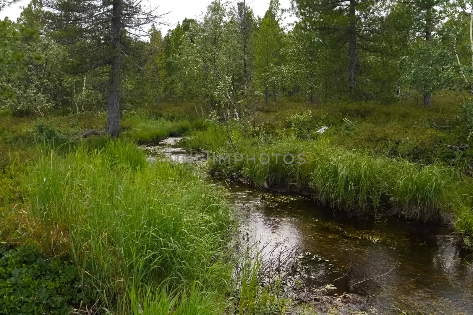 small river in the middle of the forest. Vegetation on the banks of a small river. by DePo