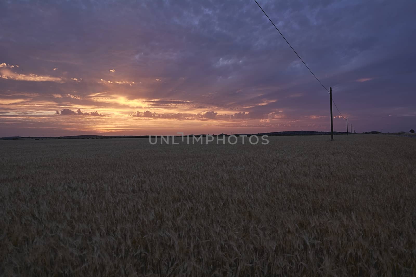 Wheat fields bathed in the sun before harvest, Sunset, red, orange, vastness