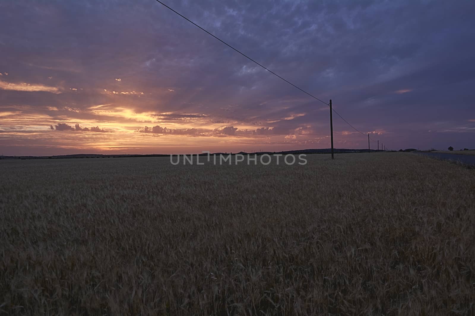 Wheat fields bathed in the sun before harvest, Sunset, red, orange, vastness