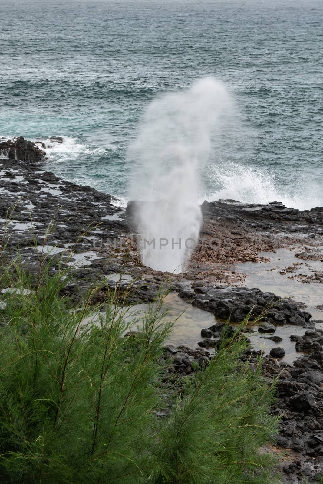 Koloa, Kauai, Hawaii, USA. - January 16, 2020: Gray-azure Pacific Ocean with black rocky coastline shows eruption of the Spouting Horn geiser. Some green foliage.