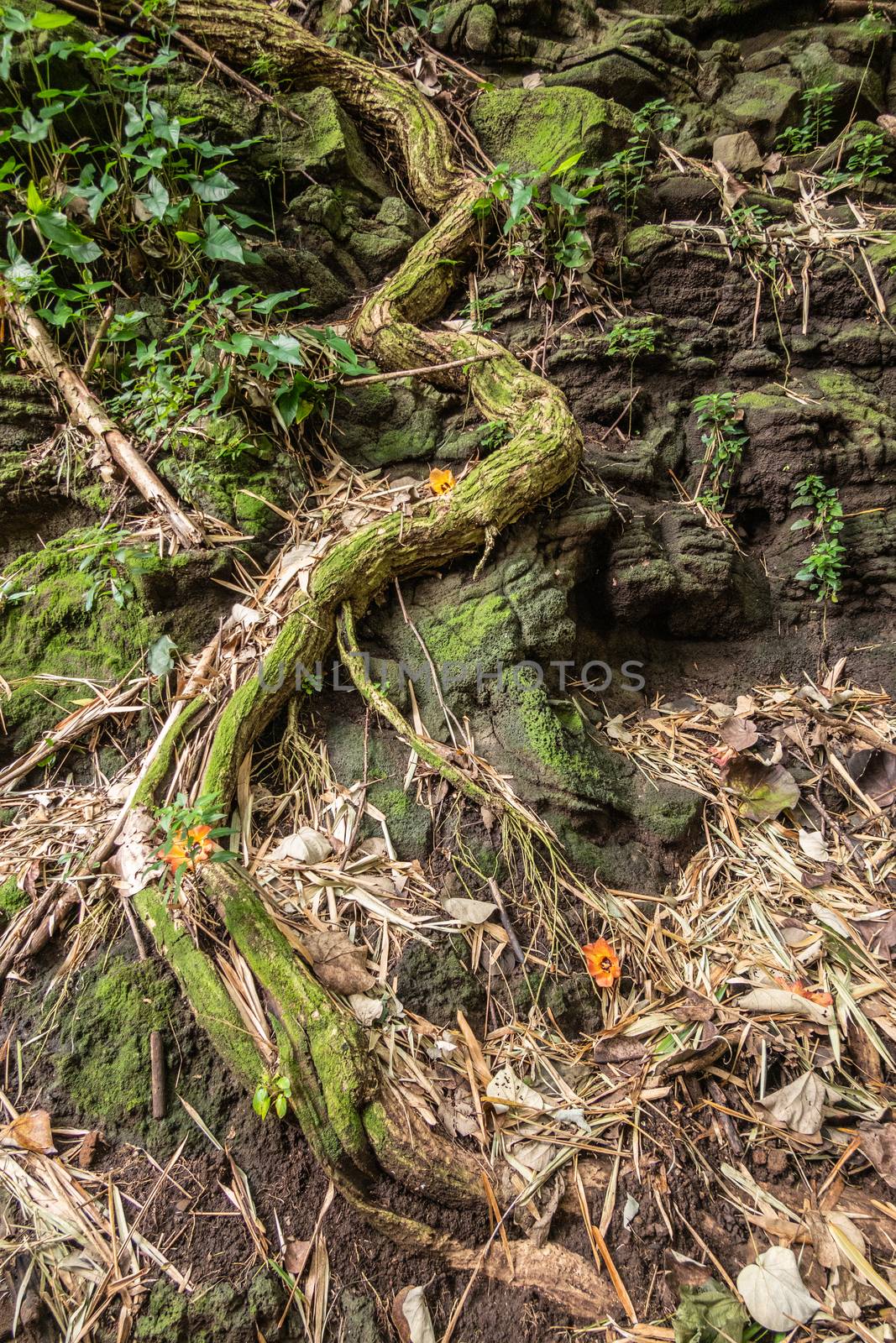 Kamokila Village, Kauai, Hawaii, USA. - January 16, 2020: Green tree root crawls as a snake upon black lava rock of cliff among other small green plants and brown dried leaves.