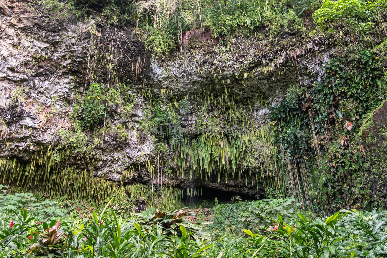 Kamokila Village, Kauai, Hawaii, USA. - January 16, 2020: Fern grotto hidden by green sword fern, trees, and plants at bottom of gray rock cliff. 