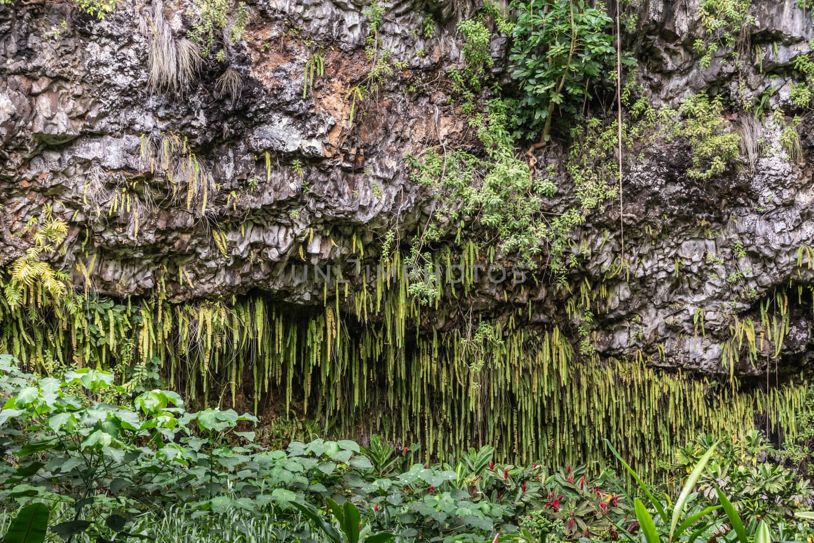 Kamokila Village, Kauai, Hawaii, USA. - January 16, 2020: Green sword fern hangs off wet black lava rock cliff. Other plans in front.