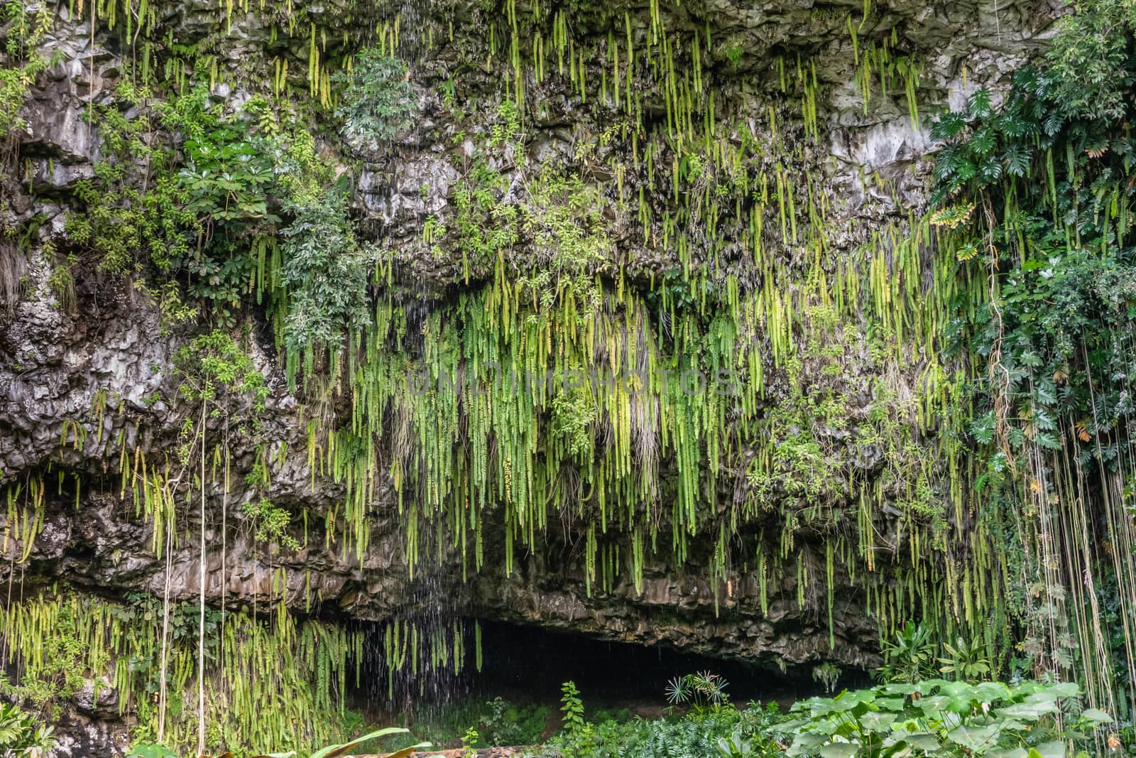 Kamokila Village, Kauai, Hawaii, USA. - January 16, 2020: Closeup of Fern grotto hidden by green sword fern, trees, and plants at bottom of gray rock cliff. 