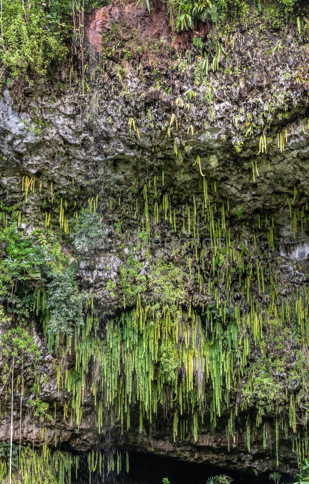 Kamokila Village, Kauai, Hawaii, USA. - January 16, 2020: Closeup of sword ferns above Fern grotto hidden by green sword fern, trees, and plants at bottom of gray rock cliff. 