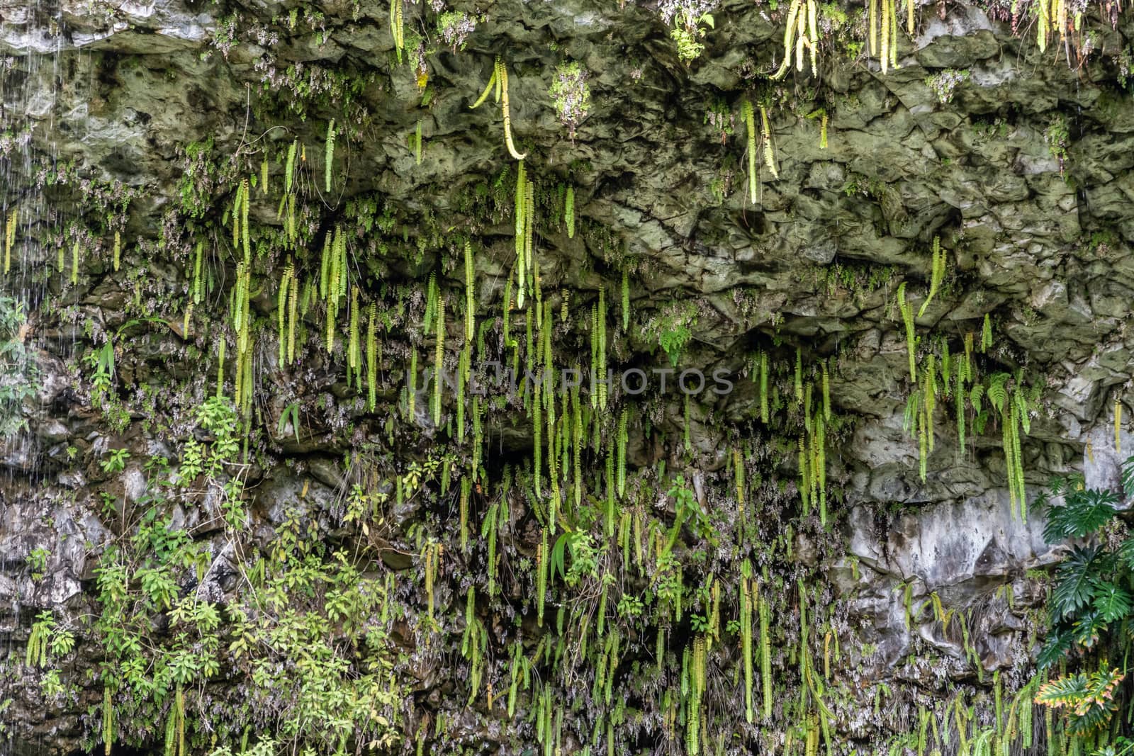 Kamokila Village, Kauai, Hawaii, USA. - January 16, 2020: Closeup of sword ferns hanging from wet dark gray rocks of cliff. 