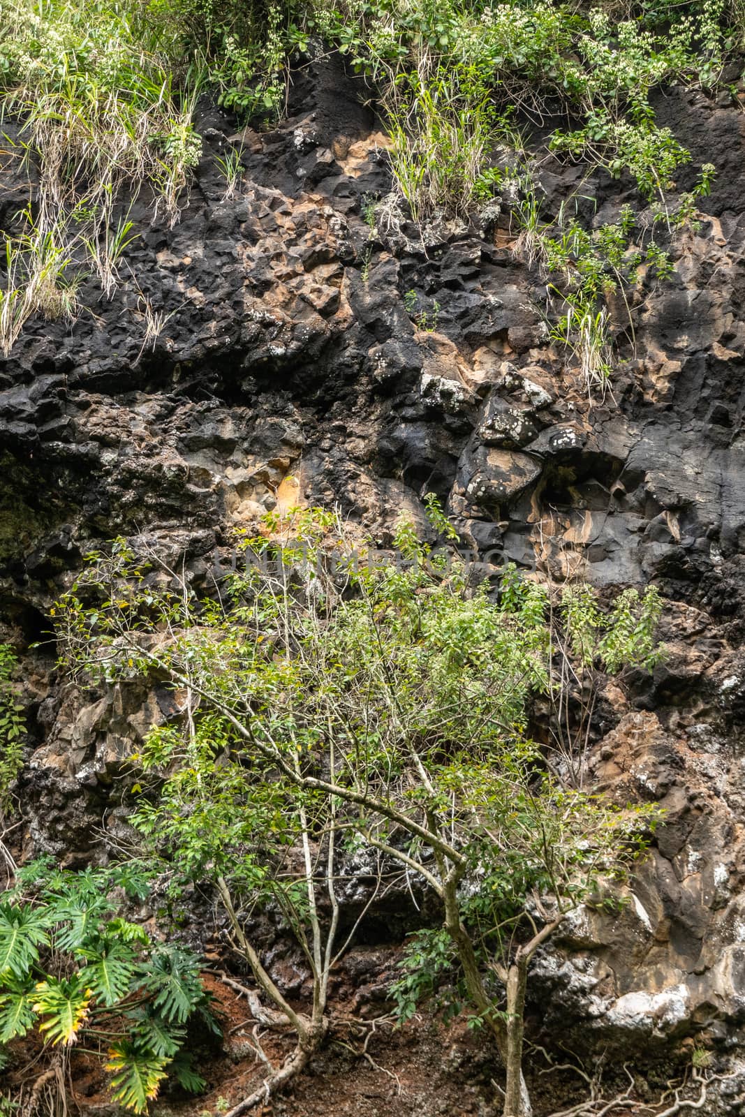 Kamokila Village, Kauai, Hawaii, USA. - January 16, 2020: Closeup of green plant vegetation on black lava rock cliff. Brown spots on stone created by water flow.