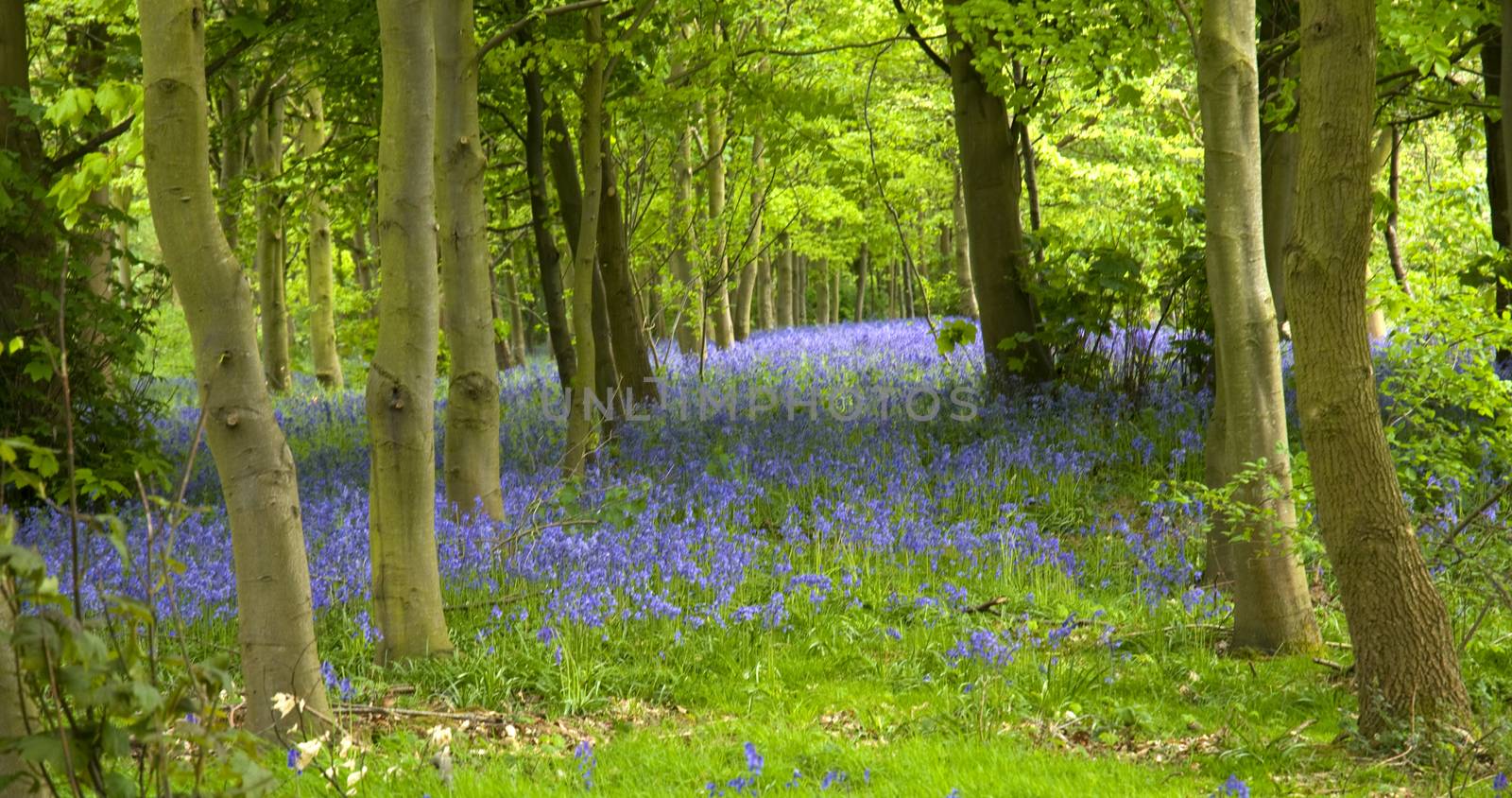 A woodland full of bluebell flowers