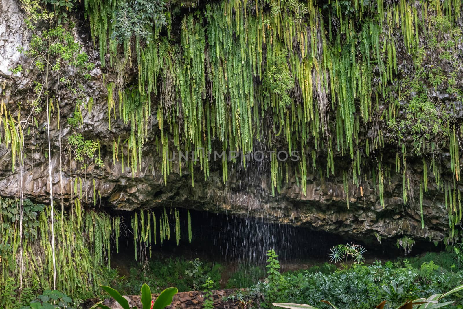 Kamokila Village, Kauai, Hawaii, USA. - January 16, 2020: Green sword ferns hang and water falls over Fern grotto in brown and black lava rock cliff. Plenty of other green plants.