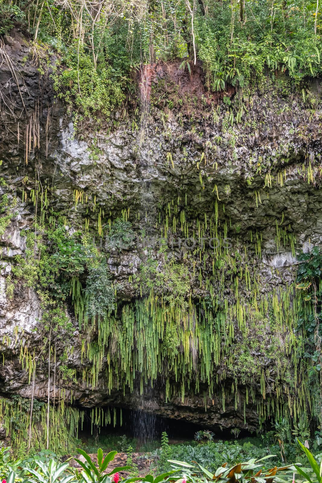 Sword ferns hang and water falls over Fern Grotto, Kamokila Vill by Claudine