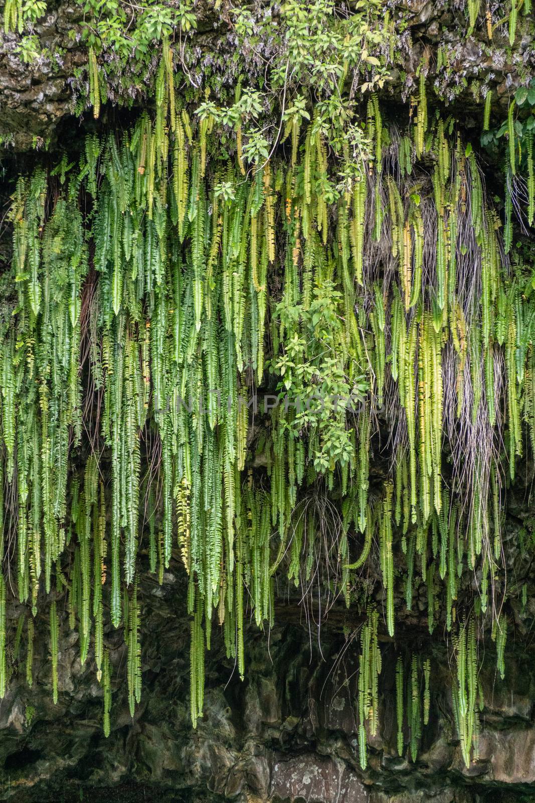 Green sword ferns hang from cliff, Kamokila Village, Kauai, Hawa by Claudine
