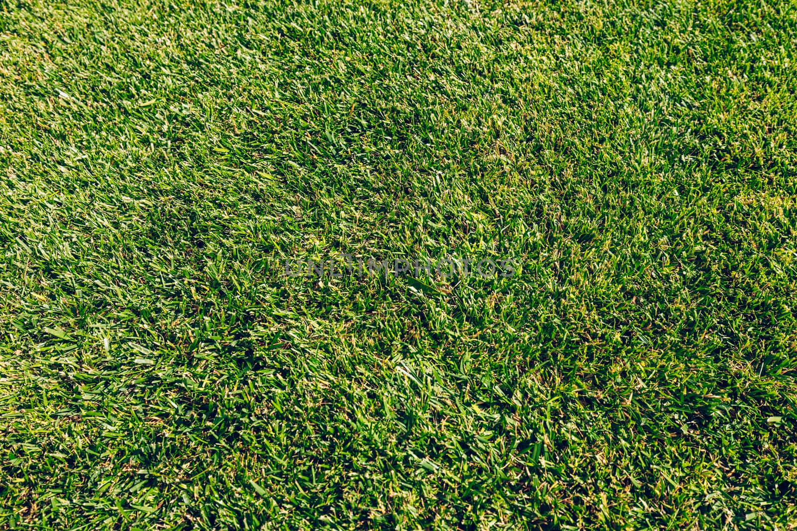 Green grass for use as nature background. Green grass, The front lawn for background, Garden landscape design, Garden decoration for the background. 