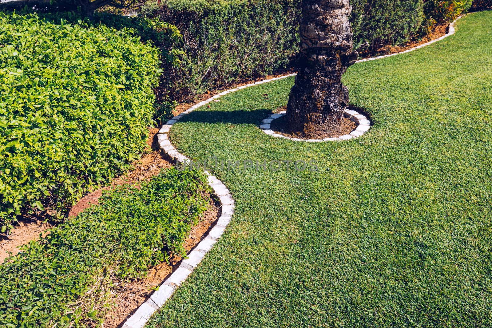 Green grass for use as nature background. Green grass, The front lawn for background, Garden landscape design, Garden decoration for the background. 