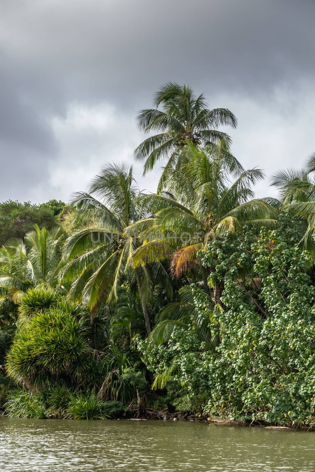 Nawiliwili, Kauai, Hawaii, USA. - January 16, 2020: Palm and other trees along greenish South Fork Wailua River under gray rainy cloudscape.