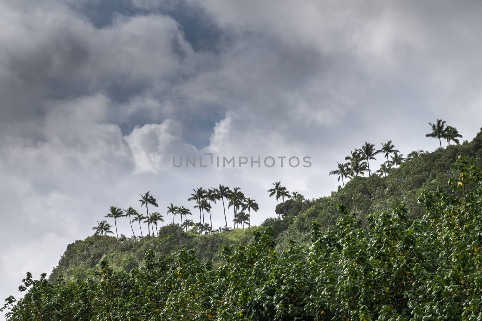 Nawiliwili, Kauai, Hawaii, USA. - January 16, 2020: Palm trees on hill above and along greenish South Fork Wailua River under gray rainy cloudscape.