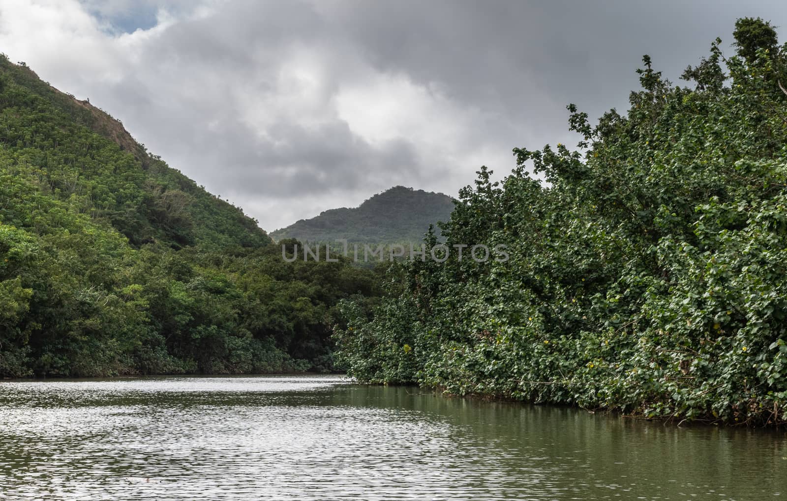 Up river South Fork Wailua River near Nawiliwili, Kauai, Hawaii, by Claudine