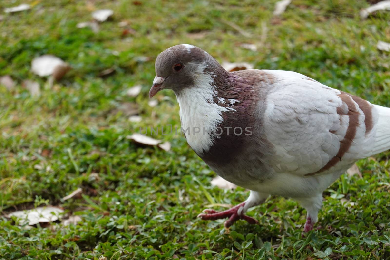 A brown and white bird standing in the grass. High quality photo