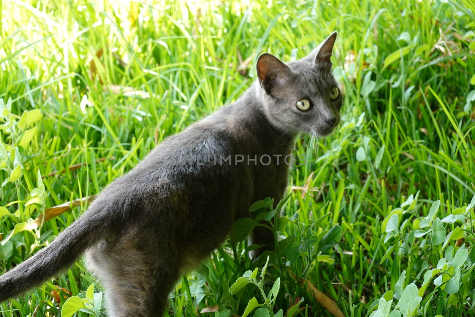 A cat that is standing in the grass by devoxer