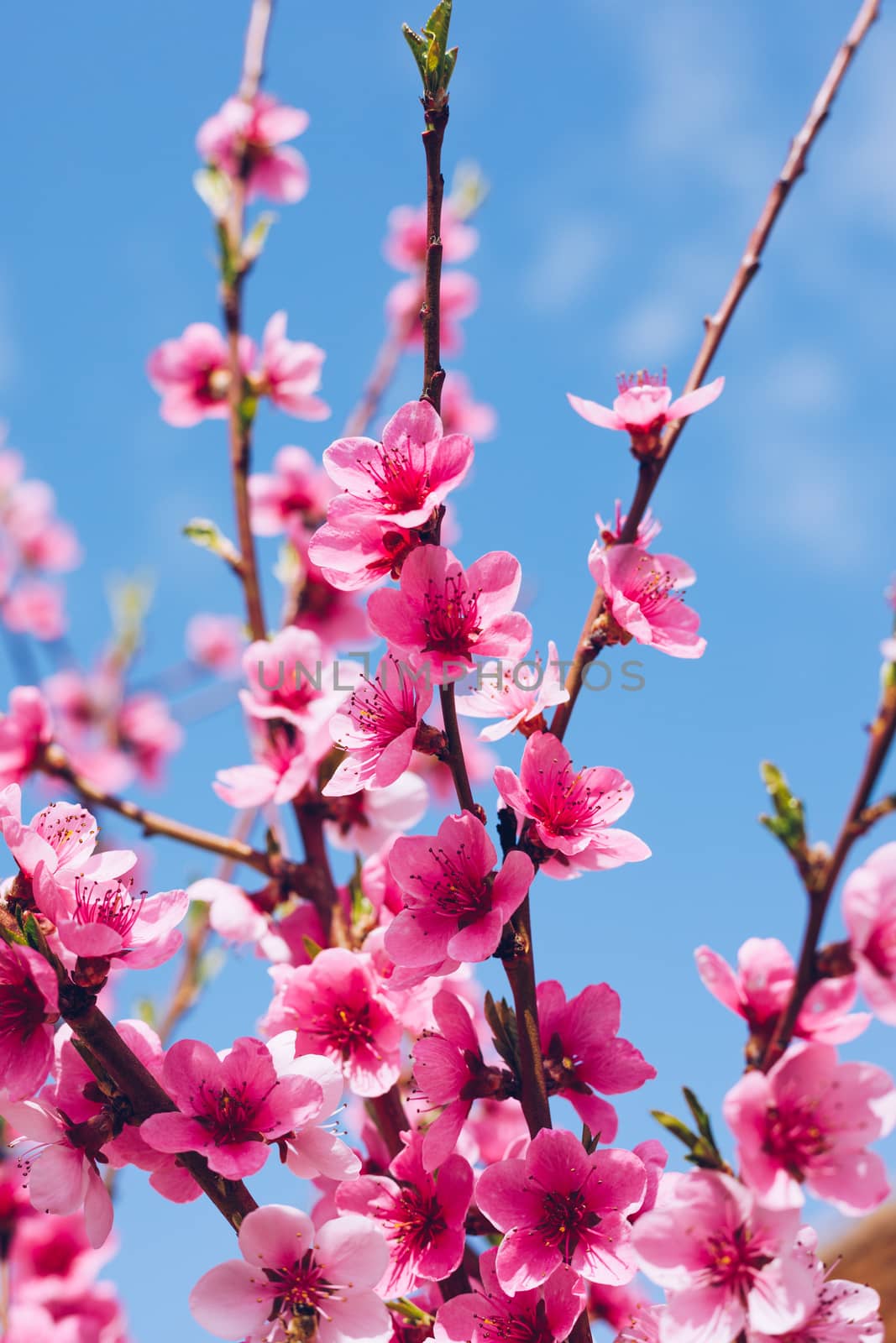 Spring border background with blossom, close-up. Abstract floral spring background. Blossoms over blurred nature background/ Spring flowers/Spring Background with bokeh