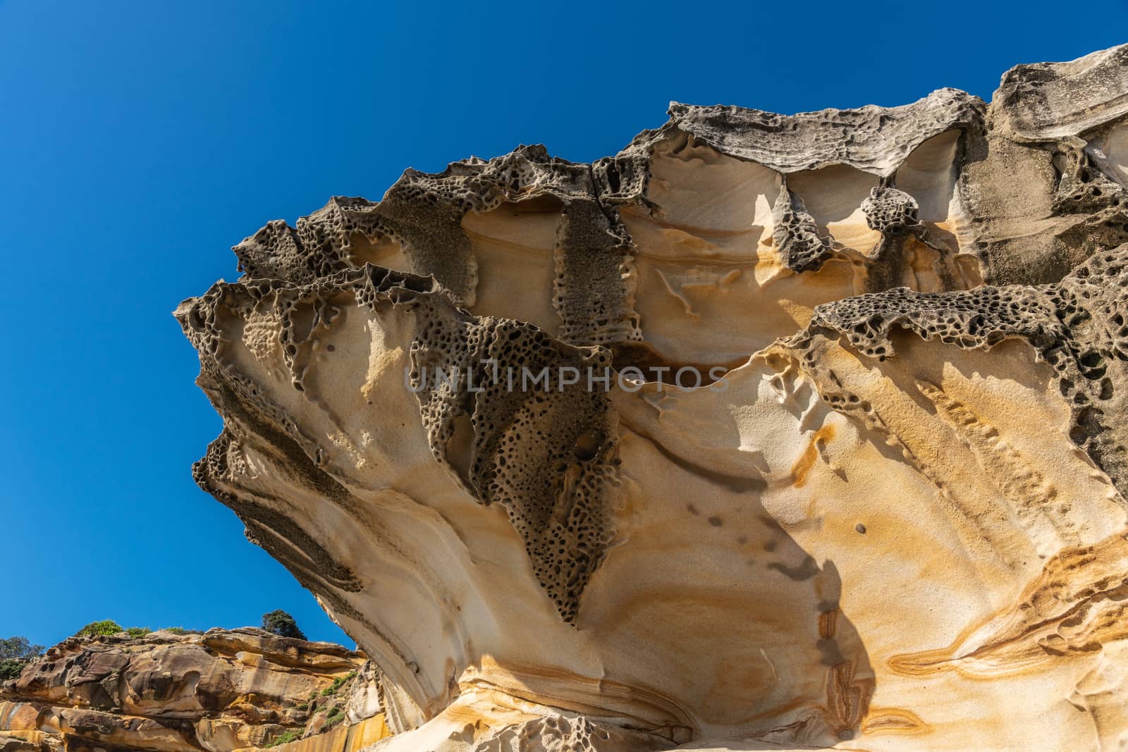 Sydney, Australia - February 11, 2019: Closeup of spectacular rock outcrop at Bronte Beach South cliffs, made by erosion.. Yellows and browns under blue sky. Sponge-like borders of shell like plates sticking out.