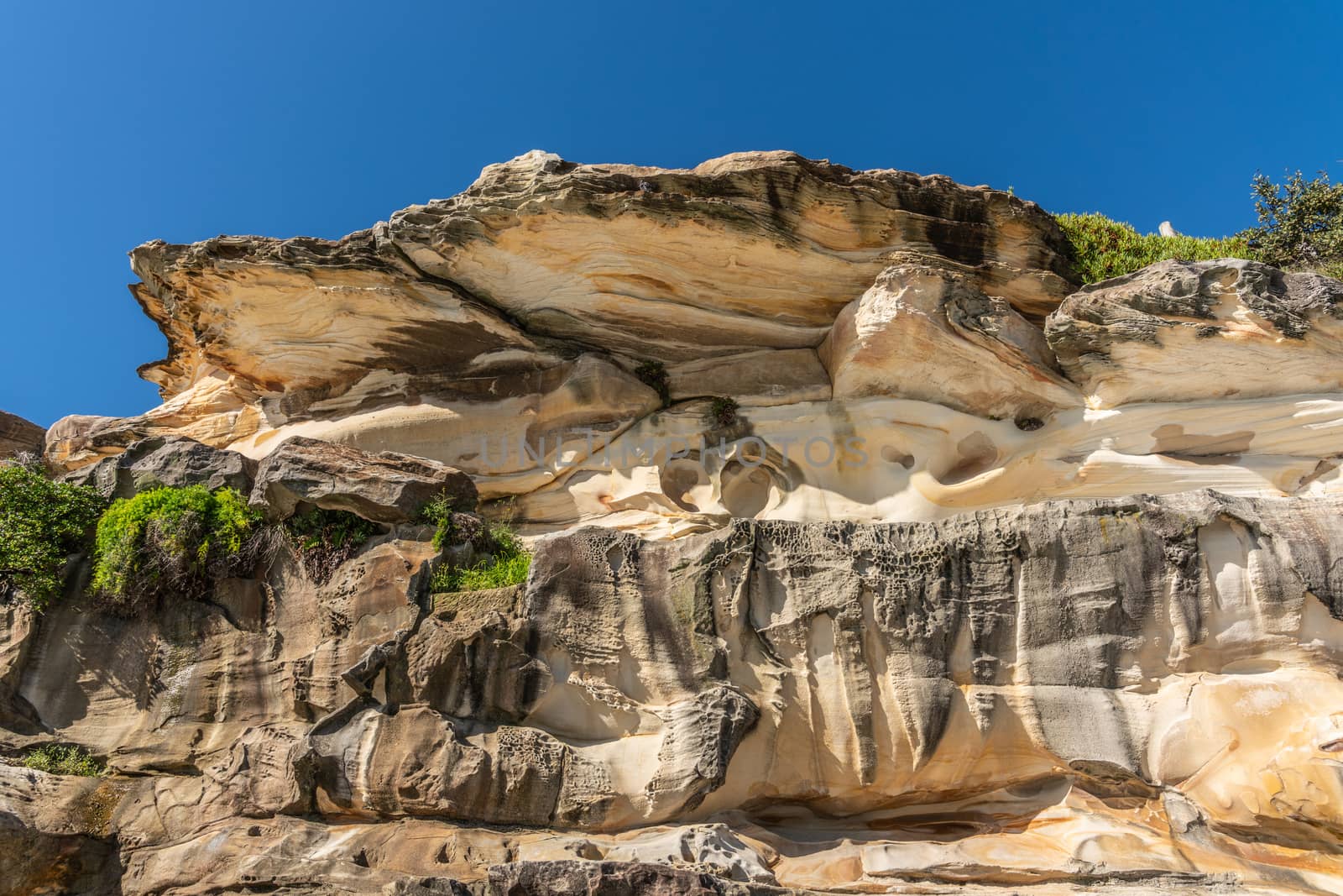 Sydney, Australia - February 11, 2019: Oyster Shell like rock formation made by erosion on South shore cliffs overlooking Bronte Beach under blue sky. Some green vegetation on side. Dominant yellows and browns.