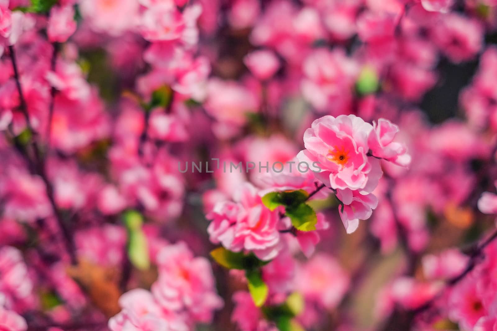 Pink Plastic Sakura flower by Surasak