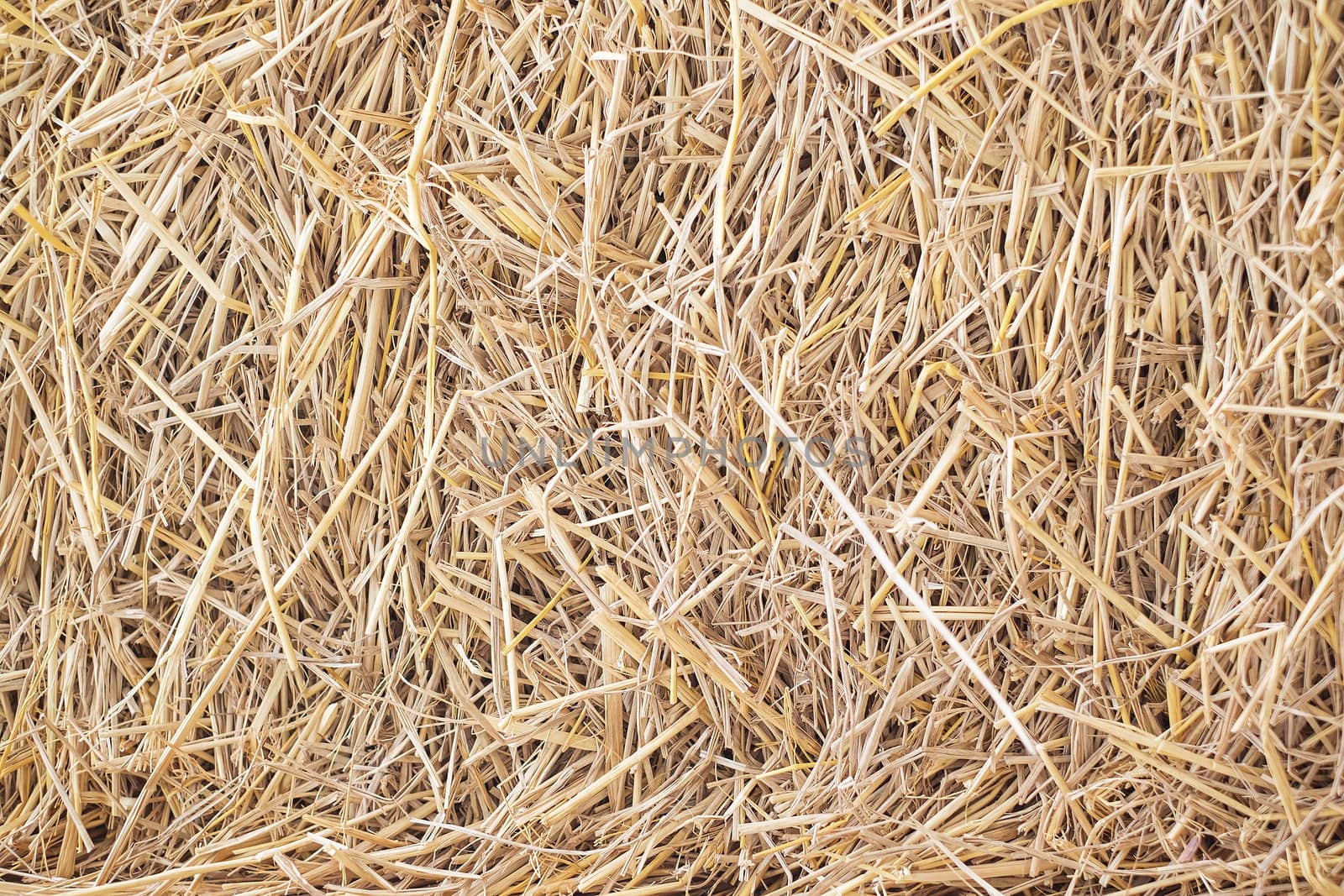 Dry straw Background or Texture