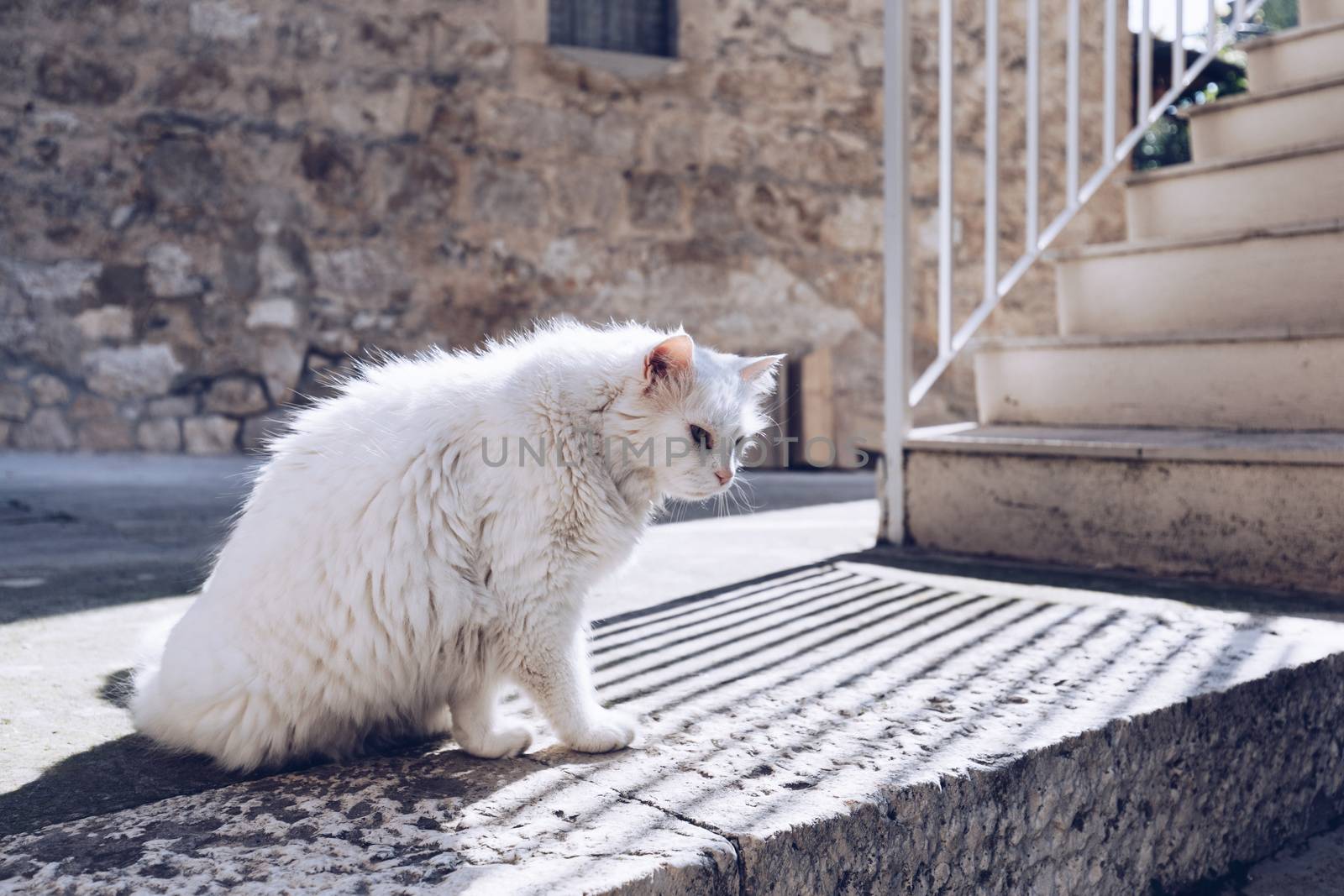 Cute cat washing itself on the street. Cat cleaning himself in the street, under the sun. He is against a nice old stone wall. Street cat being lazy. Cat sitting to clean himself on the wall.