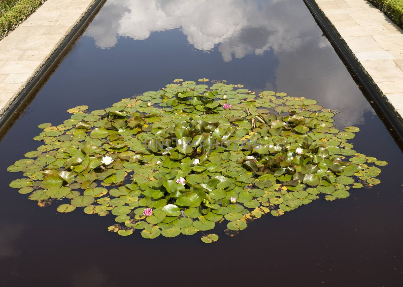 Ornamental pond with lilies