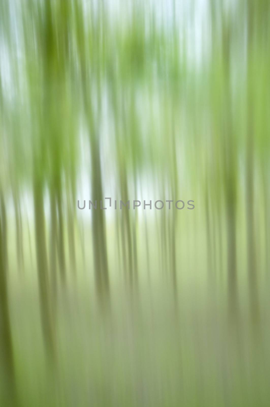 Blurred image of a plantation of young trees