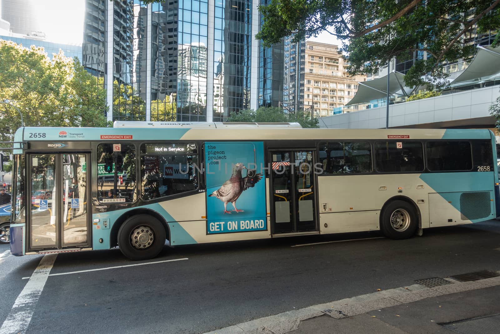 Sydney, Australia - February 12, 2019: Public transport bus at intersection downtown with green foliage and highrise buildings in the back. Advertisement for the Pigeon Project, cancer research.