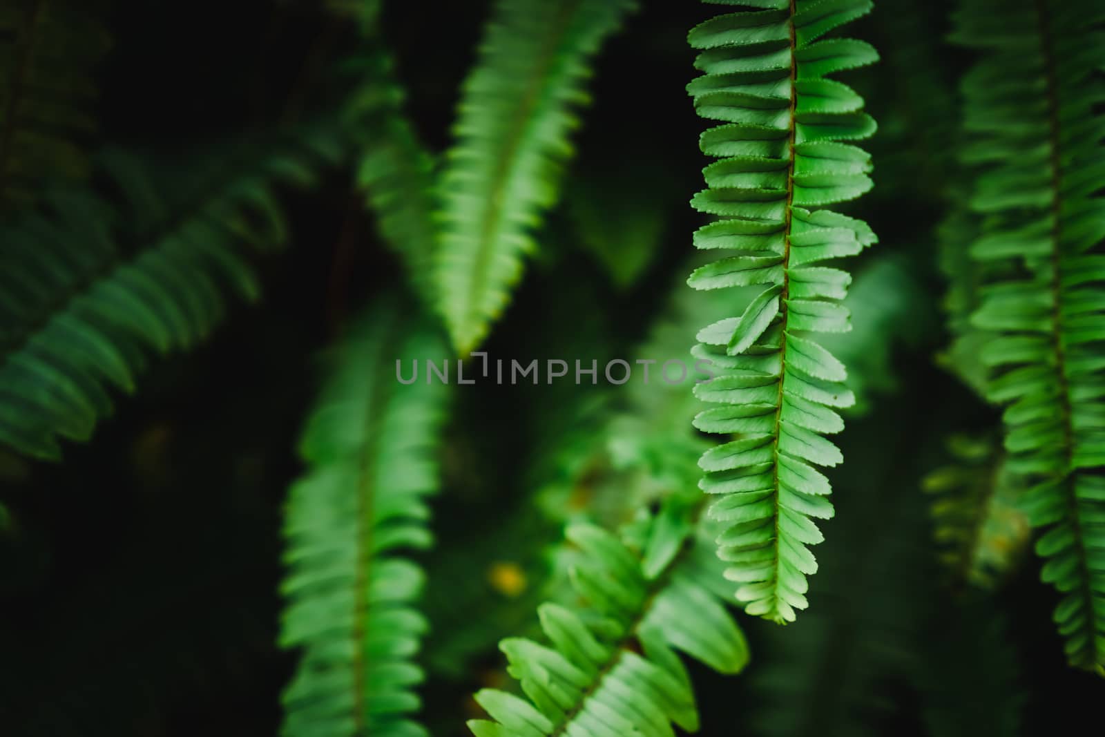 Selective focus closed up tropical summer green leaf background with sunlight.