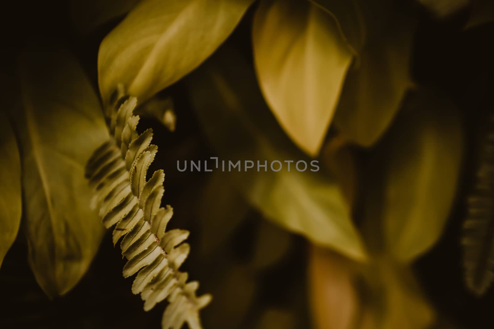 Selective focus closed up tropical autumn green leaf background with sunlight.