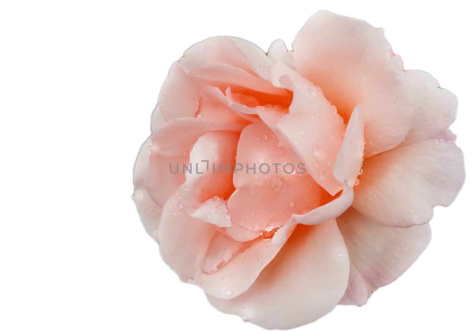 Close up of a single flower of a delicate pink rose on a white background isolated by clipping by claire_lucia