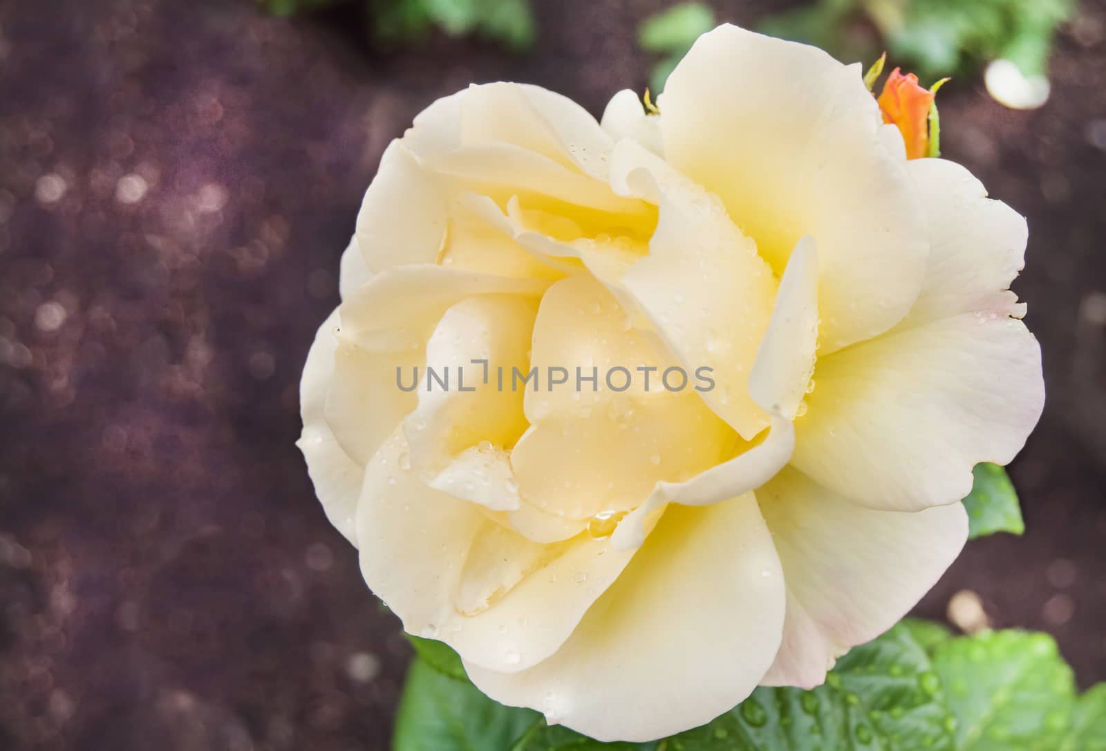 One white rose, in an open space, blurred bokeh background, on a Sunny summer morning.