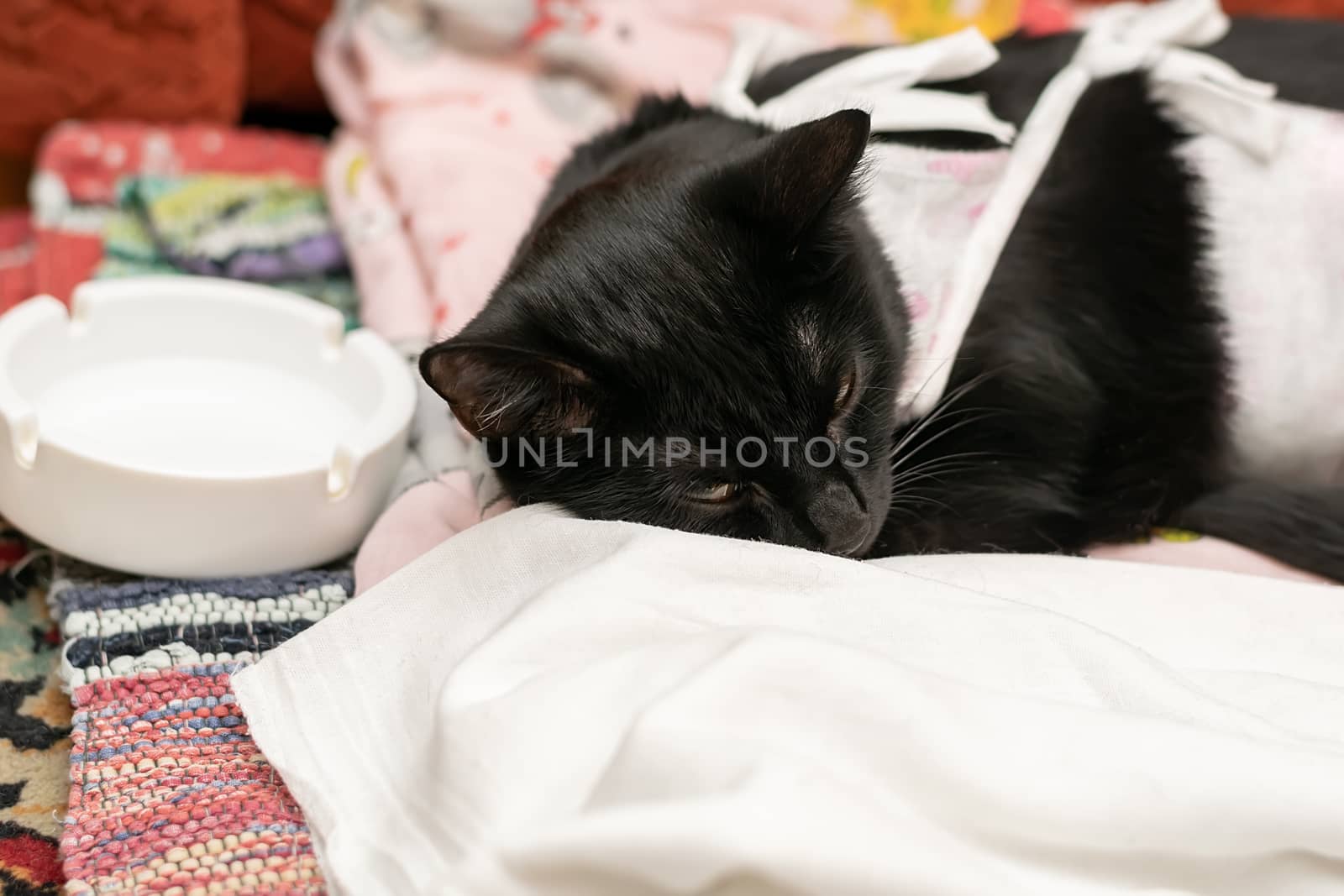 a black sick cat is lying at the saucer, dressed in a bandage, blanket and recovering from surgery