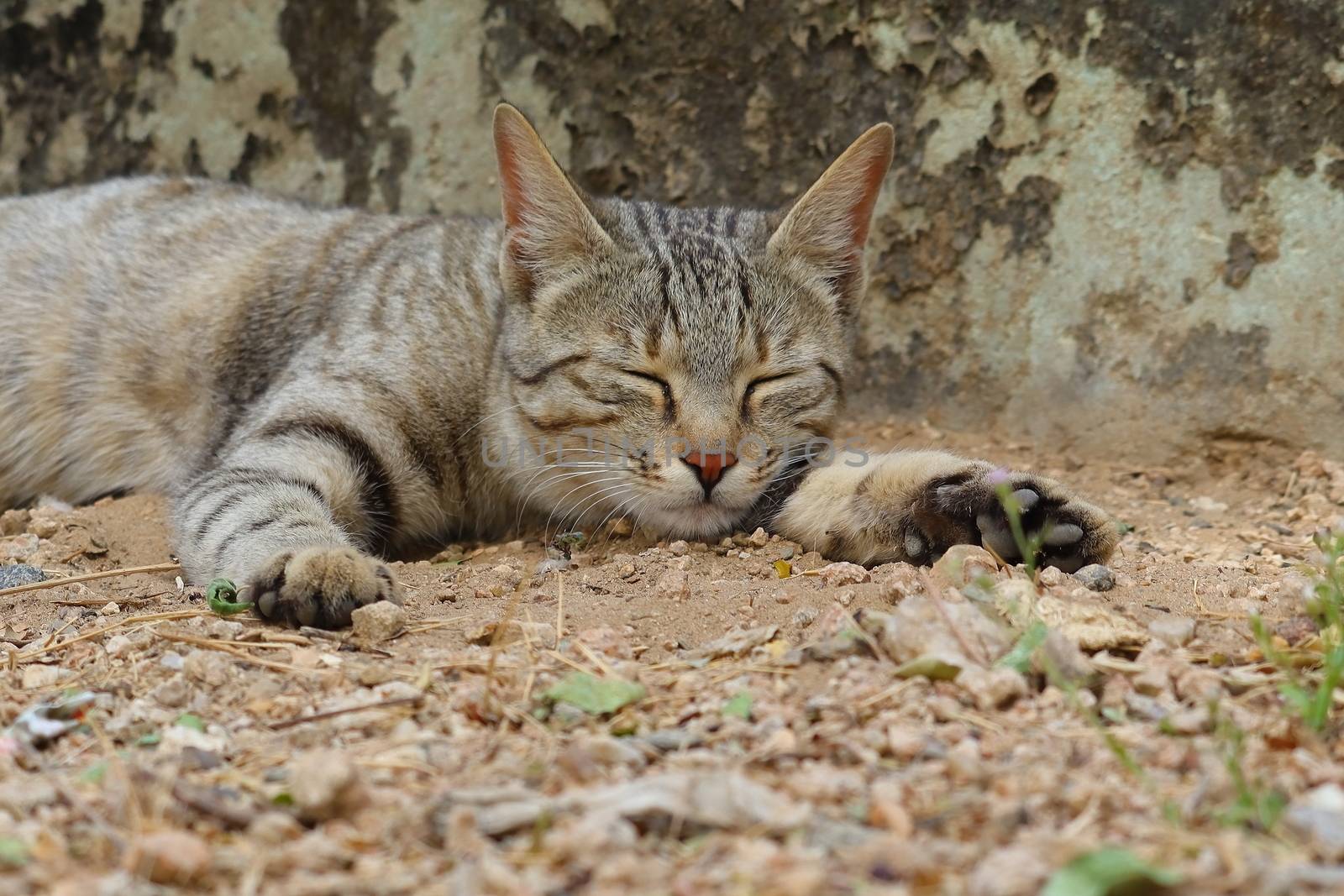 A young cat sleeping on the ground with legs spread