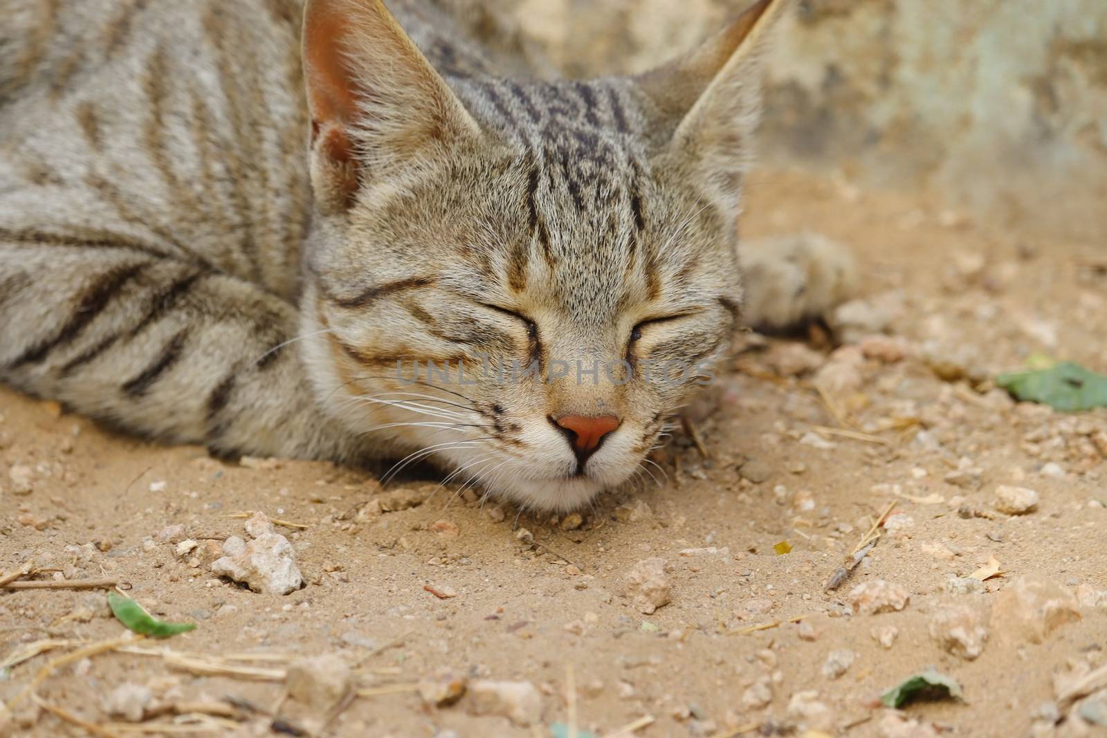 A cat sleeping on the ground with eyes closed by 9500102400